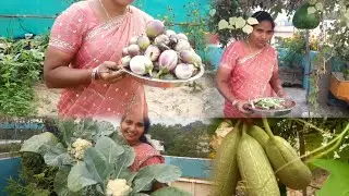Mana inti pantatho mana arogyam mana chethulo#garden#health#harvest