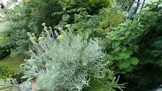Nach dem Urlaub ist der Balkon explodiert. Jungle