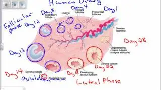 Human Ovary: Stages