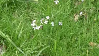 pinksterbloem cuckooflower