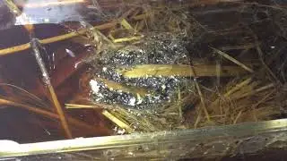 CIBO VIVO PER PESCI ACQUARIO