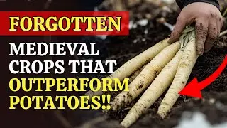 7 Forgotten Medieval Crops That Outperform Potatoes and Can Still Feed You Today in Hard Times.