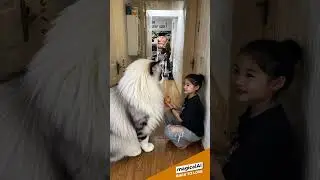 Summon a giant Snowshoe cat #cat #cats #catvideos #catshorts #catlovers #aicat #cutecat #ai #aiart