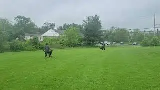 Luna - Lab mix - Best Paw Forward Dog Training - Board and Train - W3 D2