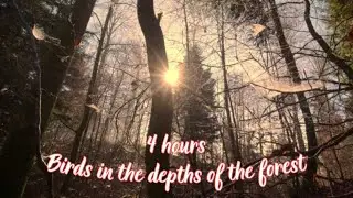 Peace in the depths of the forest (4 hours) / Ormanın derinliklerindeki huzur (4 saat) | Doğa