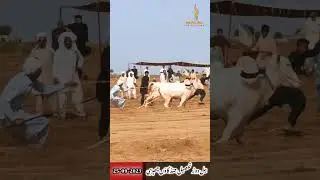Bail race jand  | bail ki dor in pakistan | 50 year old tradition of punjab | chappri | 25-09-2023