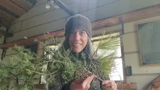 White Pine & Spruce.  The gifts of our local Tree Medicines