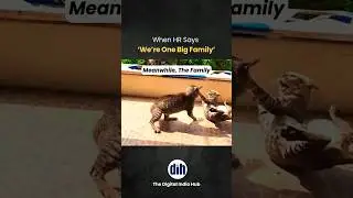 😂 Viral Cat Meme Perfectly Explains Funny Corporate Life! | HR Meme | Office Humor