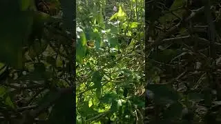 Take a look at this Bird Pepper Tree and its benefits. 