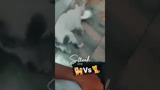 Dog 🐕 Vs 🐈 Cat RAGE CLONE-x #dog #2023 #viral