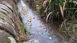 Quacky Races 2025   Race 1