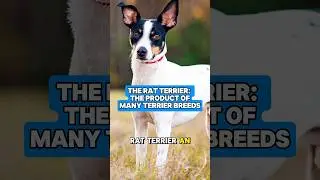 The Rat Terrier 🔥 #dogs