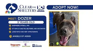 Clear the Shelters | Dozer