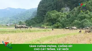 Tăng cường phòng, chống rét cho cây trồng, vật nuôi