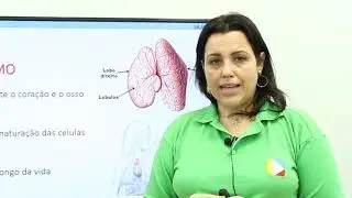 Biologia - Sistema Endócrino: Timo e Pineal