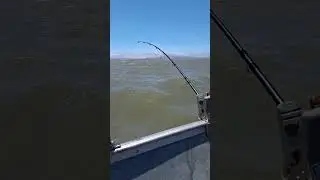 sf bay oyster point halibut  fishing in 15 foot with 35 hp rough day ahhh dang