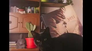 I Tesori di Giada - Yeti