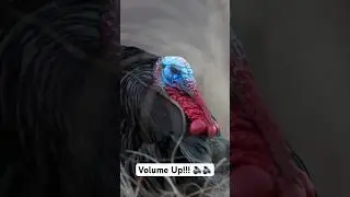 Turkeys Gobbling up Close!  #turkey #birds #gobblegobble #shortsvideo