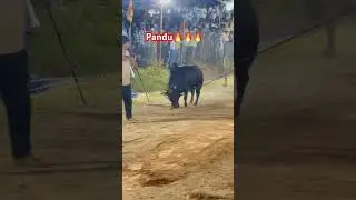 Pandu on fire 🔥 | Puchakayala Seshadri garu | ongole bulls | Prathipadu court | juniors 🥇🥇🥇