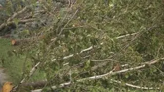 Madison Tree Removal - 608-405-6615 | Tree Removal, Tree Service, Stump Grinding Madison, Wi