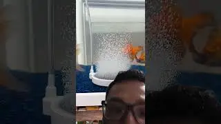 Air Diffuser for Aquarium #aquarium #fishkeepinghobby #fish #goldfish #viralvideo #subscribe