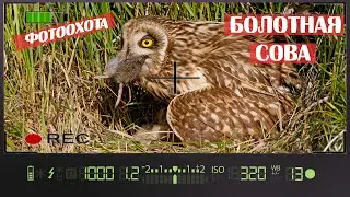 ФОТООХОТА. БОЛОТНАЯ СОВА с птенцами в гнезде / PHOTO HUNTING. SWAMP OWL with chicks in the nest