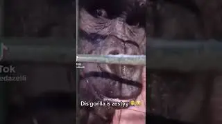 Zesty ahh gorilla 😂😂 #shorts