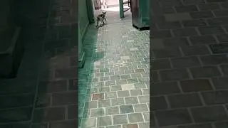 pakistani cat 🐈😺 #video #viral