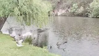 Coburg Lake Reserve Vlog 🇦🇺 | Melbourne Nature Walk 🌿 | Tamil Family Vlog in Australia