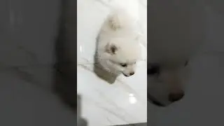 Dance kumo#shortvideo #puppy #anabul #pets #shorts