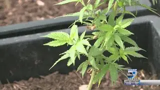 USDA visits Nebraska hemp producers