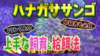 大人気ハナガササンゴを上手に飼う方法&鉄則【2025年6月号 Vol.3】