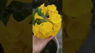 yellow bell flower. gori chori plant se jyada fool kaise paye. gori chori plant.#viralvideo