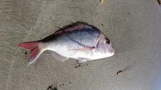 NZ Fishing. Fishing video 2021. Inflatable boat fishing . Whangaparaoa snapper fishing.