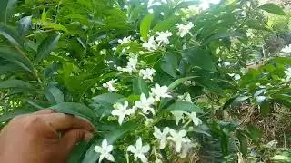 Pohon siwak (Salvadora persica)