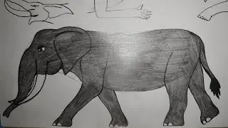 Sound Effects-Grayafrican Forest Elephant 