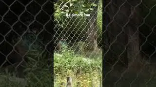 Baltimore zoo #zoo#baltimoreattractions