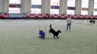WC Obedience Moscow 2016 Final: Start no 13, Forsell Finland Send around etc - 8th place