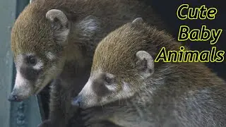 Cute Baby Zoo Animals Of The Month July 2020