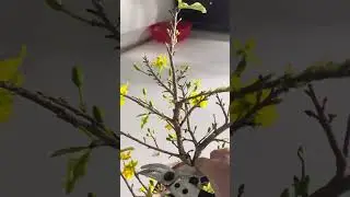 Cắt tỉa hoa mai sau tết