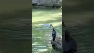 Upside Down Duck | Dabbling Duck #ducks #birds #zoo #animal #greece #trending #nationalgarden