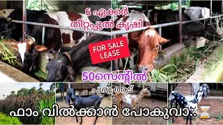 നല്ലയിനം കറവപ്പശുക്കളെയും ആടുകളെയും വാങ്ങാം|| cow and Goat sale in Kerala