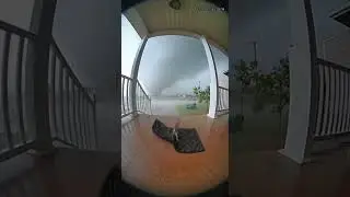 Squirrel Screams in Terror During Storm