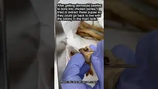 Extracting Dermestid Beetle Pupae from Chicken Bones #shorts