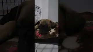 Pug carlino durmiendo 😴 