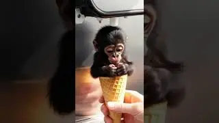 &ldquo;Surprise Soft-Serve: Baby Gorilla in a Cone!&rdquo;#FantasyVideo #CuteAnimals #loveSurrealScene#aniamtion