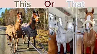 This Or That (Equestrian Edition)