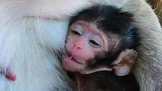 Nice Clip! Adorable Baby Monkey Newborn.