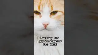 Busting the &lsquo;Hypoallergenic Cat&rsquo; MYTH