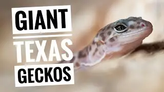 Finding West Texas Geckos and Snakes with Michael and Ryan
